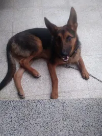 Chien berger allemand