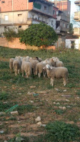 animaux-de-ferme-كباش-العيد-الله-يبارك-جودة-و-سومة-tipaza-algerie