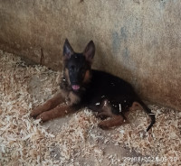 chien-berger-allemand-mal-algerie