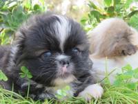 كلب-pekinois-toy-بابا-حسن-الجزائر