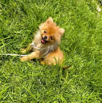 Spitz Pomeranian 