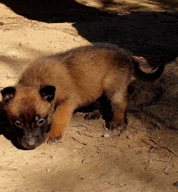 Chiots malinois 