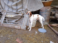 chien-de-chasse-pointer-anglais-mchedallah-bouira-algerie