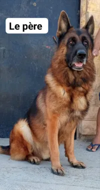 Chiot berger allemand pédigrée