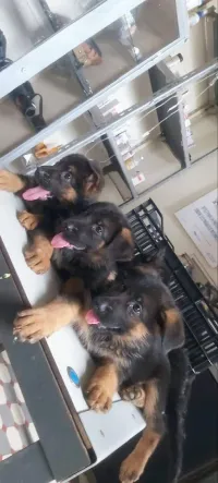 Chiot berger allemand pédigrée 