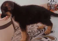 Chiot berger allemand pédigrée 