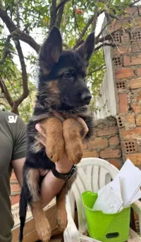Chiot berger allemand pédigrée 