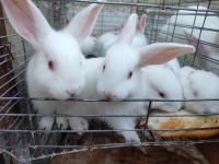 autre-lapins-ارنب-cheraga-alger-algerie