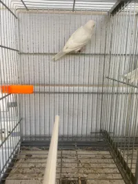2 mal canari