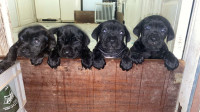 chien-cane-corso-birkhadem-alger-algerie