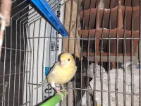 Canari 