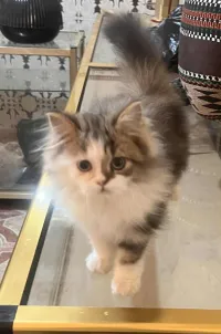 chaton persan male