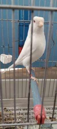 Canari albino