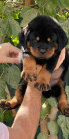 chien-rottweiler-serbie-chiots-draa-ben-khedda-tizi-ouzou-algerie