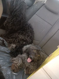 Caniche