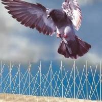 autre-pics-anti-pigeon-مضاد-الحمام-blida-algerie