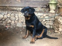 كلب-rottweiler-sarbi-برج-البحري-الجزائر