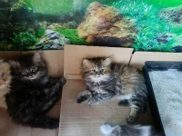 Chat  persan chirazi