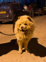 chien-chow-hydra-alger-algerie