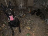 chien-chiots-malinois-charbonne-cheraga-alger-algerie