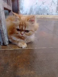 Chat