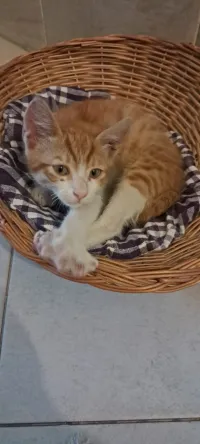 Donne chaton en adoption