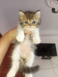 chaton persan