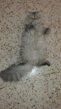 Chenchila cat