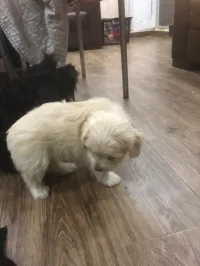 Caniche blanc 