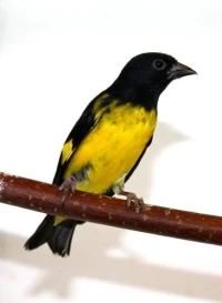 Tarin à ventre jaune