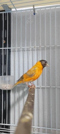 Tarin Venezuela 