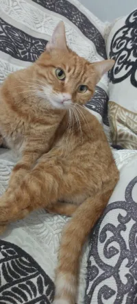 Chat female pour adoption 
