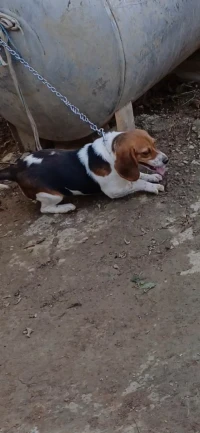Beagle 