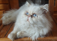 chat-persan-peke-face-male-blida-algerie