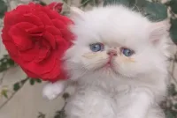 Chat persan himalayen peke face
