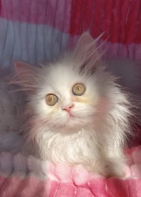Chat persan 