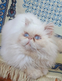 chat-persan-male-blida-algerie