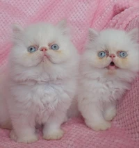 Chat persan peke face