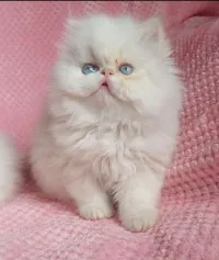Chat persan peke face 