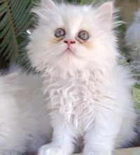 Chat persan 