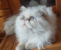 chat-persan-peke-face-male-blida-algerie