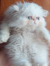 Chat persan mâle 
