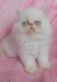 Chat persan peke face