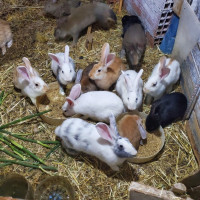 animaux-de-ferme-vente-lapins-locaux-hadjout-tipaza-algerie