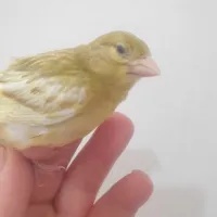 رازا
