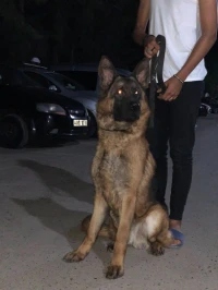 Berger almand 