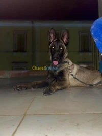 Malinoi charboni