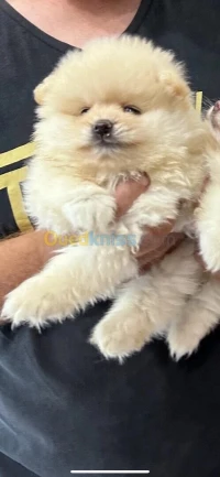  Spitz Loulou de Poméranie 