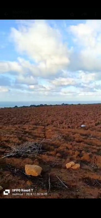 terrain-agricole-vente-tipaza-algerie