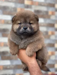 Chow chow 